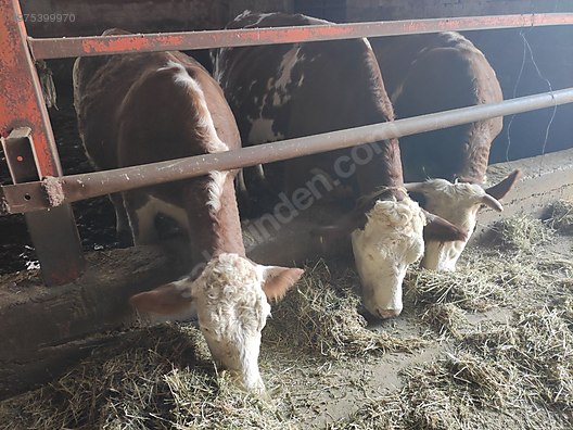 acil satilik simental sutlu hayvanlar turkiye nin ucretsiz ilan sitesi sahibinden com da 975399970 acil satilik simental sutlu hayvanlar turkiye nin ucretsiz ilan sitesi sahibinden com da 975399970