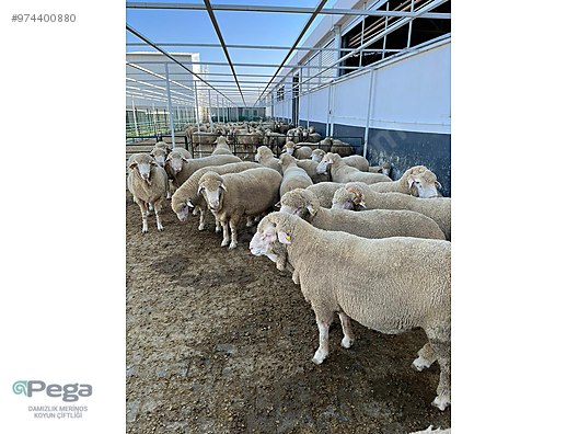 bursa osmangazi pega merinos hayvanlar alemi ilanlari sahibinden com da bursa osmangazi pega merinos hayvanlar alemi ilanlari sahibinden com da