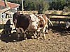 Pets & Livestock / Large Livestock / Bulls
