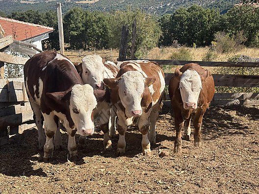 Pets & Livestock / Large Livestock / Bulls