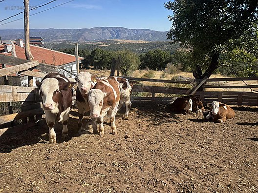 Pets & Livestock / Large Livestock / Bulls