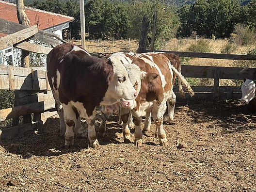 Pets & Livestock / Large Livestock / Bulls