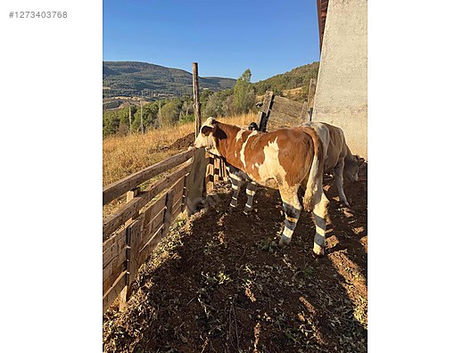 Pets & Livestock / Large Livestock / Bulls