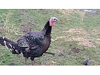 denizli satilik hindi cinsleri ve fiyatlari sahibinden com da denizli satilik hindi cinsleri ve fiyatlari sahibinden com da