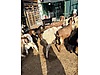 Pets & Livestock / Small Livestock / Sheep