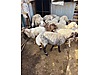 Pets & Livestock / Small Livestock / Sheep