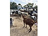 Pets & Livestock / Small Livestock / Sheep