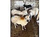 Pets & Livestock / Small Livestock / Sheep