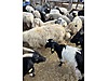Pets & Livestock / Small Livestock / Sheep