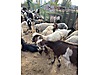 Pets & Livestock / Small Livestock / Sheep