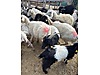 Pets & Livestock / Small Livestock / Sheep