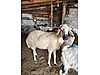 Pets & Livestock / Small Livestock / Sheep