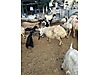 Pets & Livestock / Small Livestock / Sheep
