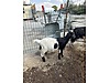 Pets & Livestock / Small Livestock / Sheep