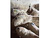 Pets & Livestock / Small Livestock / Sheep