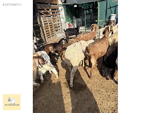 Pets & Livestock / Small Livestock / Sheep