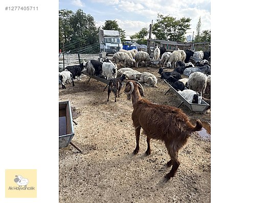 Pets & Livestock / Small Livestock / Sheep