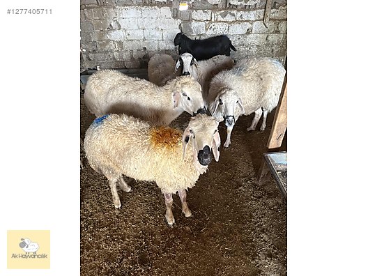 Pets & Livestock / Small Livestock / Sheep