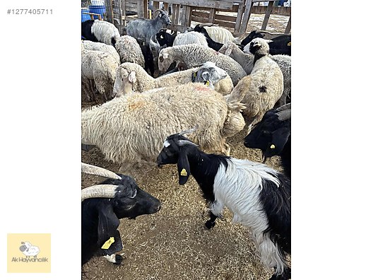 Pets & Livestock / Small Livestock / Sheep