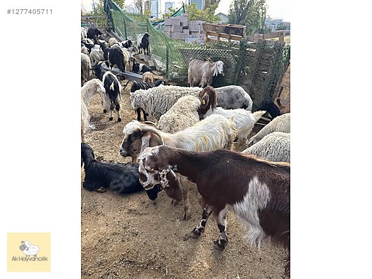 Pets & Livestock / Small Livestock / Sheep