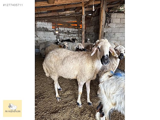 Pets & Livestock / Small Livestock / Sheep