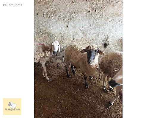 Pets & Livestock / Small Livestock / Sheep