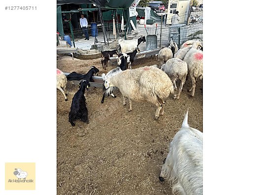Pets & Livestock / Small Livestock / Sheep