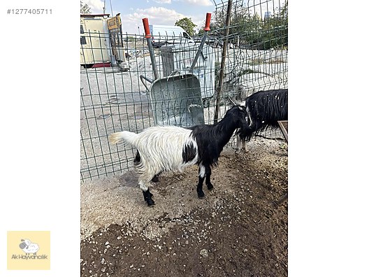 Pets & Livestock / Small Livestock / Sheep