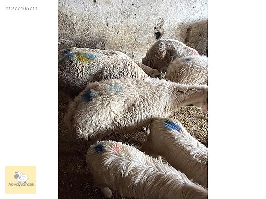 Pets & Livestock / Small Livestock / Sheep