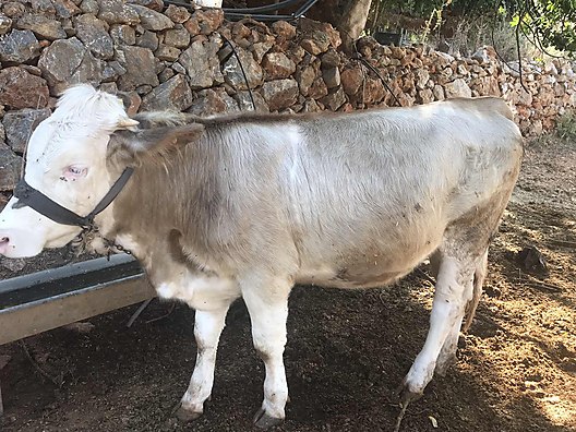 Acil Satilik 2 Adet Disi Dana Turkiye Nin Ucretsiz Ilan Sitesi Sahibinden Com Da 933406781