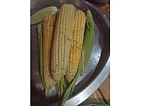 Organik Süt Mısır