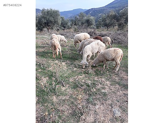 koyun izmir selcuk ta sahibinden satilik 83 adet koyun sahibinden comda 975408224 koyun izmir selcuk ta sahibinden satilik 83 adet koyun sahibinden comda 975408224