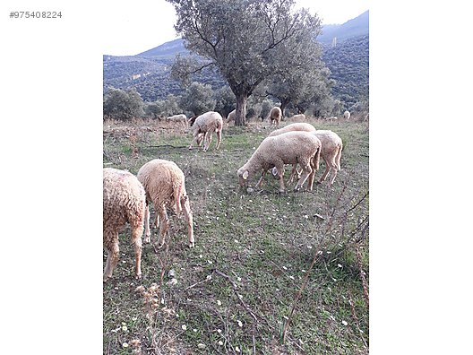 koyun izmir selcuk ta sahibinden satilik 83 adet koyun sahibinden comda 975408224 koyun izmir selcuk ta sahibinden satilik 83 adet koyun sahibinden comda 975408224
