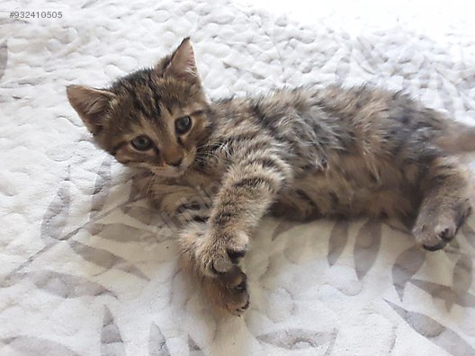 kedi tekir asilari tam ankara eryaman ucretsiz yavru kedi sahiplendirme sahibinden comda 932410505