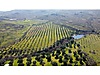 Foça'da Satılık 50 Dönüm Arazi ve Tapuya Kayıtlı 2 Ev