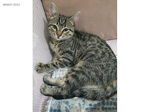 Kedi Ankara Ucretsiz Yavru Kediler Sahiplendirmek Istiyorum Sahibinden Comda 969413053