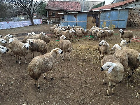 Kuzu Satilik 150 Adet Beside Akkaraman Kangal Irki Erkek Toklu Sahibinden Comda 881413141