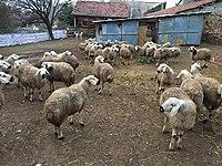 Satilik Kucukbas Hayvanlar Ilanlari Sahibinden Com