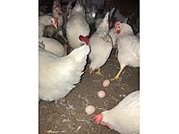 Arnavutkoy Satilik Tavuk Cinsleri Ve Fiyatlari Sahibinden Com Da Arnavutkoy Satilik Tavuk Cinsleri Ve Fiyatlari Sahibinden Com Da