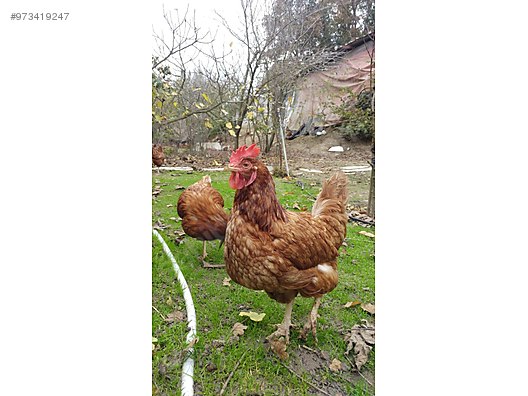 Dgs2otarctgyim Dgs2otarctgyim