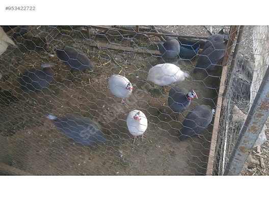 Tavuk Iran Tavugu Bec Tavugu Sahibinden Comda 953422722 Tavuk Iran Tavugu Bec Tavugu Sahibinden Comda 953422722