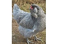 Silivri Satilik Tavuk Cinsleri Ve Fiyatlari Sahibinden Com Da Silivri Satilik Tavuk Cinsleri Ve Fiyatlari Sahibinden Com Da