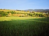 M.KEMALPAŞA PAŞALAR YOLA CEPHE KÖYE YAKIN SATILIK 2879m2 TARLA