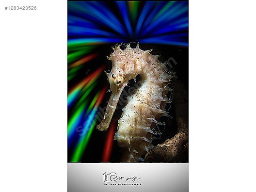 Used & Brand New Items / Cameras & Photographic Equipment / Analogue Film Cameras / 35 mm Film Cameras / Olympus