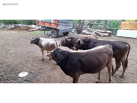 Sahibinden Satilik Dana Inek Duve Turkiye Nin Ucretsiz Ilan Sitesi Sahibinden Com Da 933424576