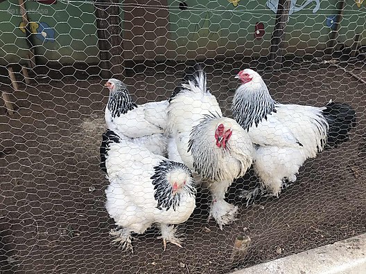 kuluckalik yumurta brahma tavuk yumurtasi sahibinden comda 918425959