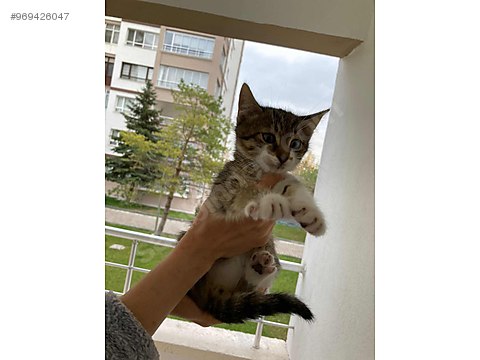 Kedi Tekir Yavru Kedi Sahiplendirme Sahibinden Comda 969426047
