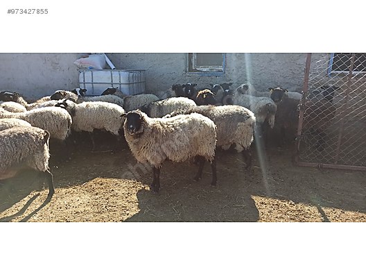 koyun orjinal romanov koyun kuzu genc kapi mali sahibinden comda 973427855