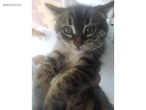 kedi bengal yavru kedi izmir sahibinden comda 980428782