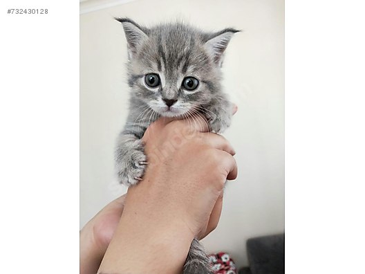 Cats British Shorthair 4 Agustos Dogumlu Yavrularimiz Yeni